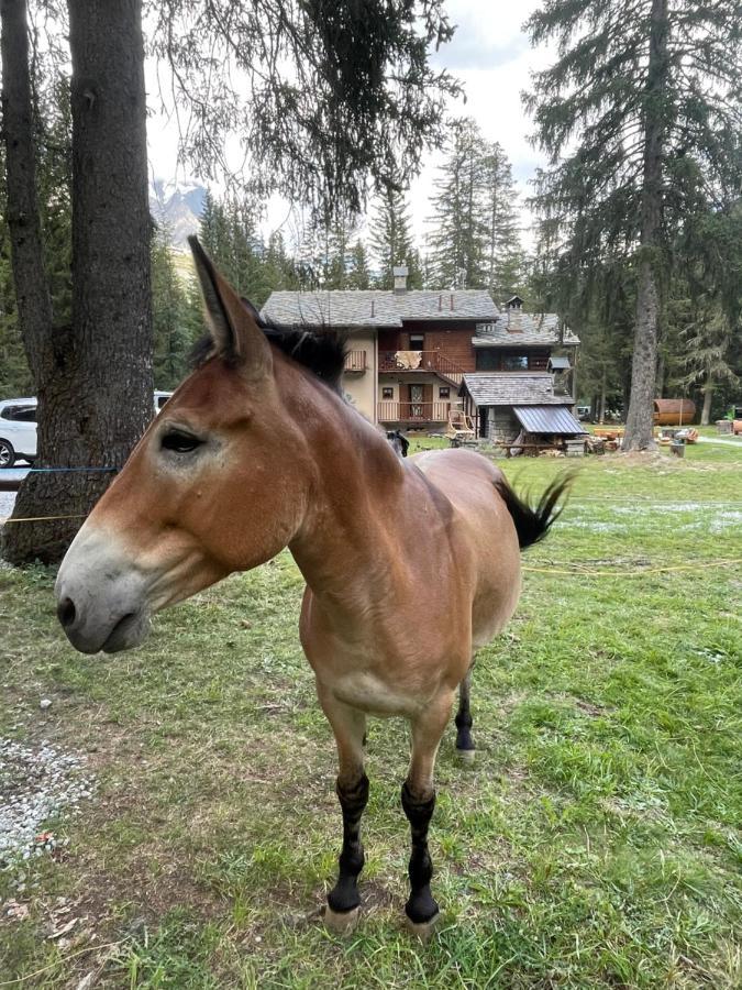 Wildhomes Wild Wolf Lodge Courmayeur Eksteriør bilde