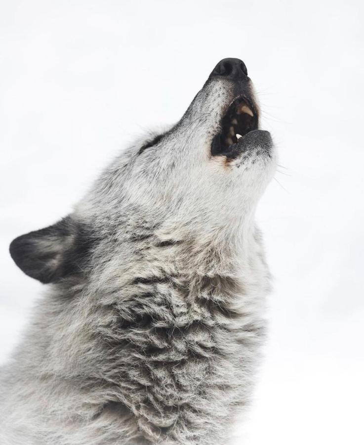 Wildhomes Wild Wolf Lodge Courmayeur Eksteriør bilde